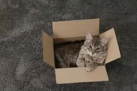 mačka v krabici